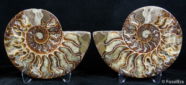 Inch Split Ammonite Pair #2620